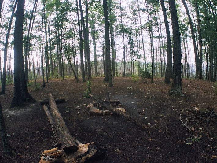 Lush forest after wet spring and early summer